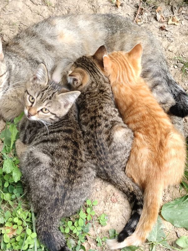 Котята в добрые руки Котята в добрые руки