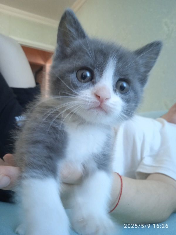 Котенок породисты1 Котенок породисты1