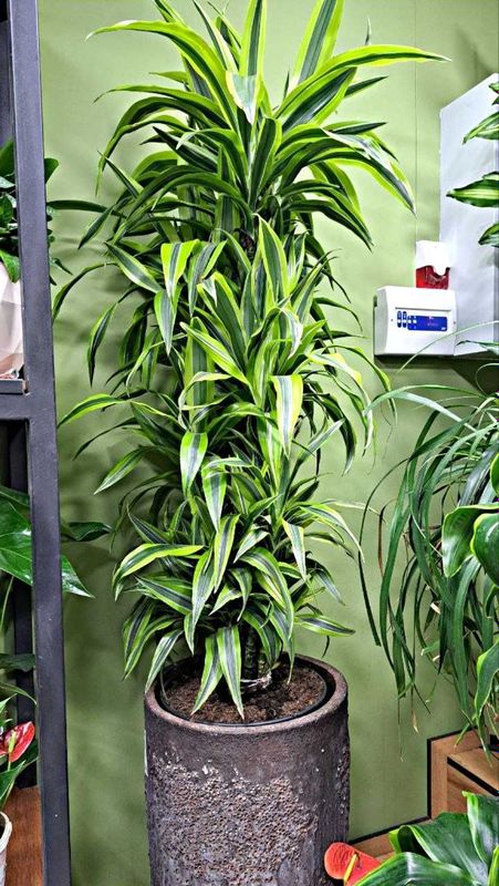 [DRACAENA] Лимон Лайм от Бахор Гуллари!