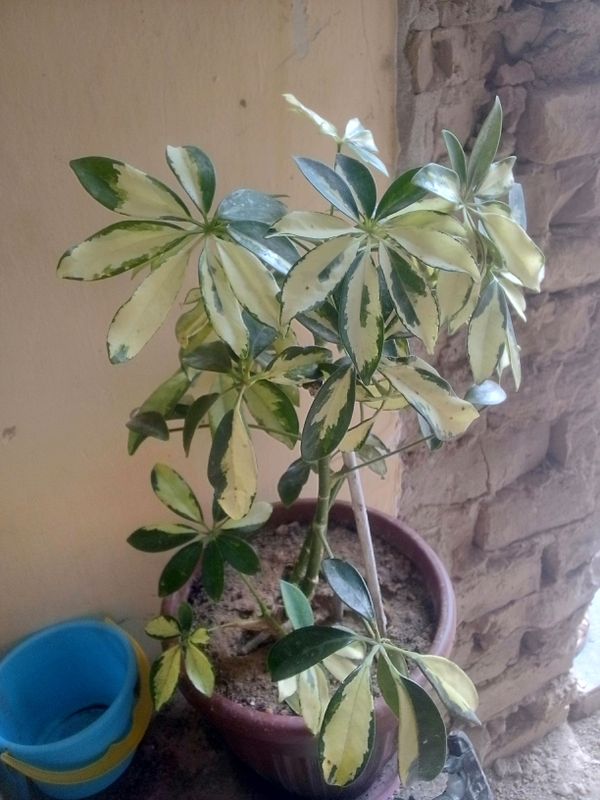Namangan pop
