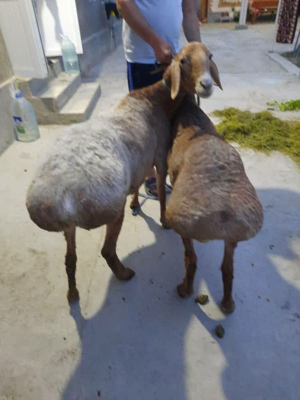 Katta sovliq sotiladi 3ta tuqgan Katta sovliq sotiladi 3ta tuqgan