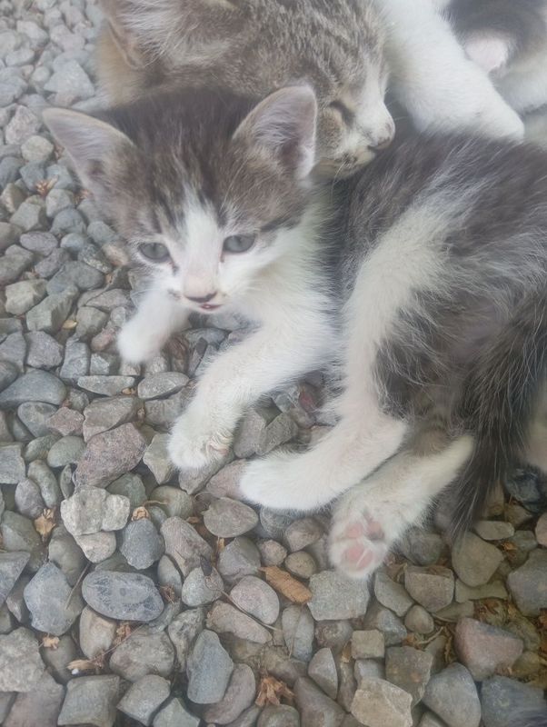 Бесплатно котята. Бесплатно котята.