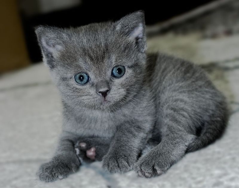 Британская кошка мальчик