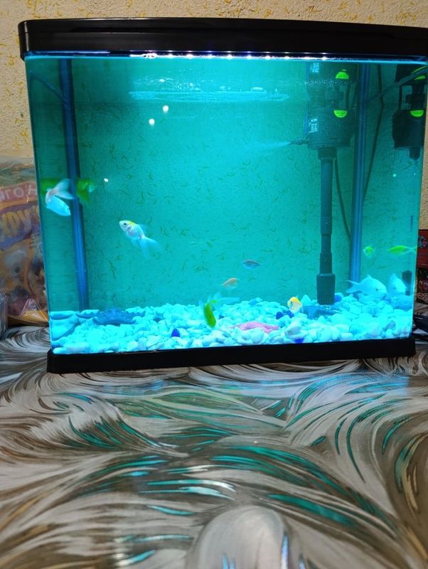 Baliqlar zavodskoy akvarium bilan sotiladi Baliqlar zavodskoy akvarium bilan sotiladi