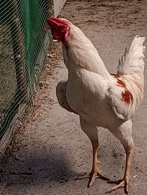 Dakan xo'roz sotiladi.