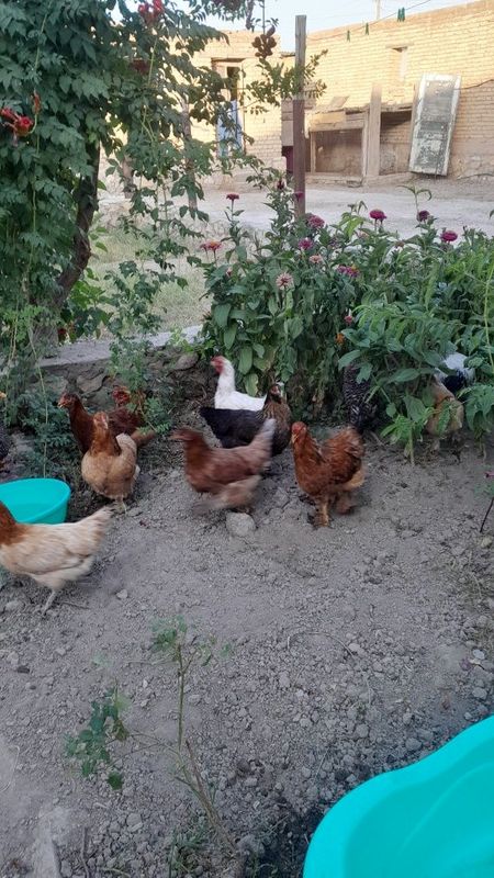 Tovuqlar srochno sotoliladi xoroziyam bor