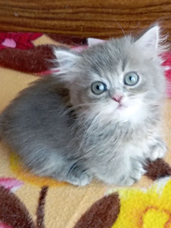 Котёнок Манчкин 2 мес.