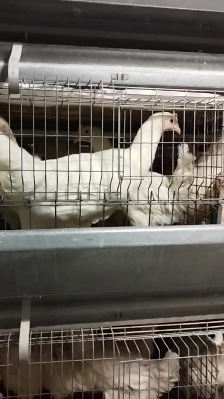 Ломан сенди тухум ённалиши несушка товуклари сотилади Ломан сенди тухум ённалиши несушка товуклари сотилади