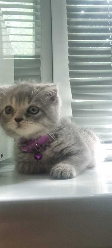 Котёнок скотиш фолд Котёнок скотиш фолд