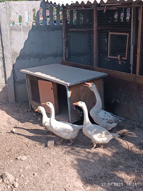 goz ordaklar sotiladi