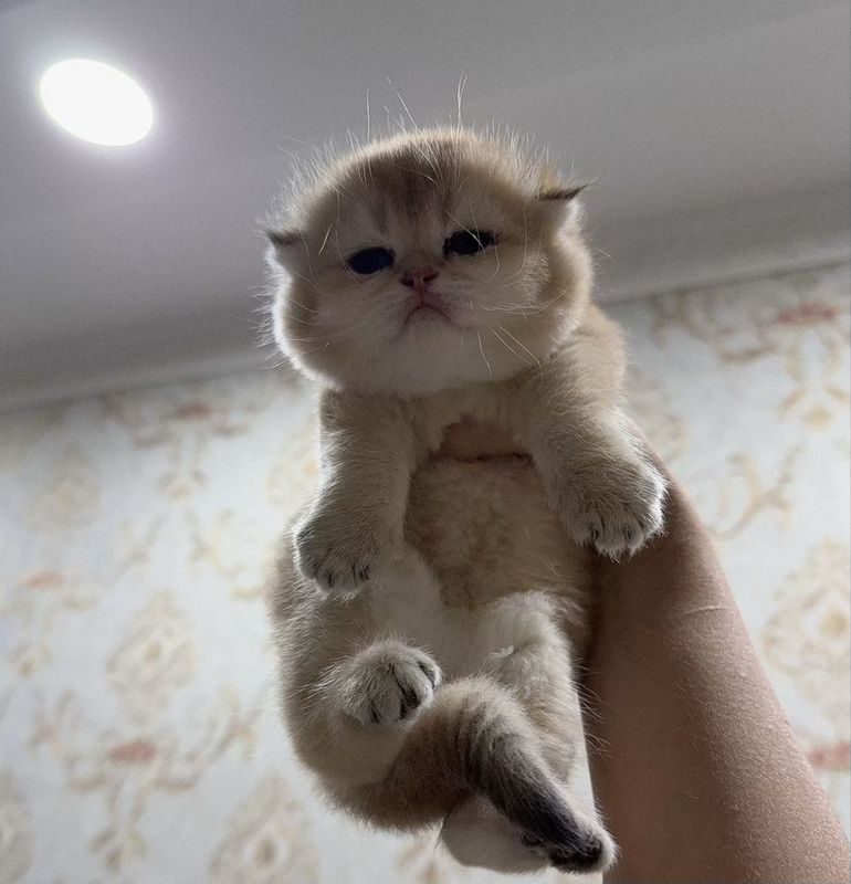 Продаю котёнка в Ташкенте Продаю котёнка в Ташкенте