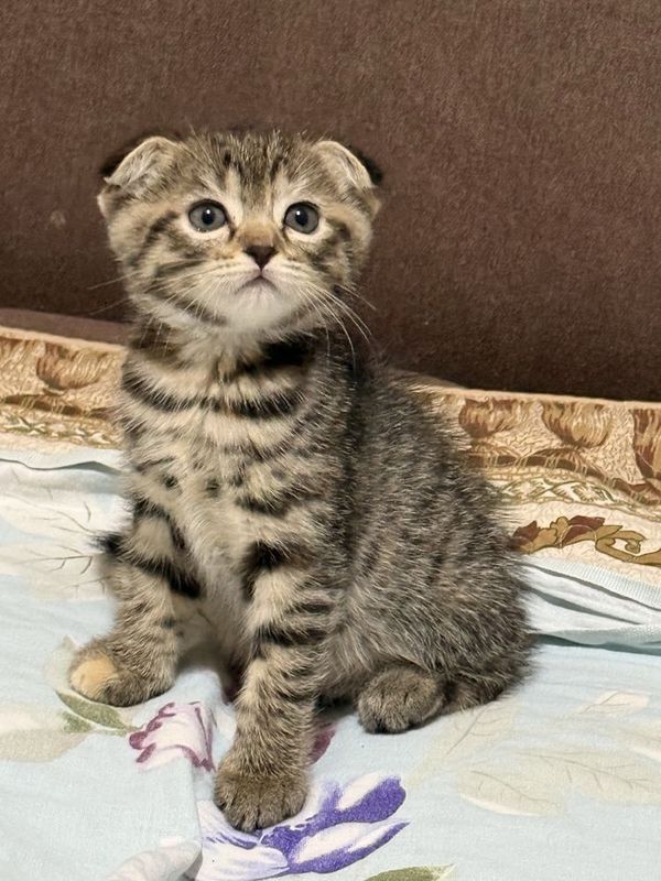Продаю котят каждую по 350 тыс за двоих 500 тыс