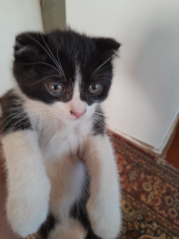 Котята 2 месяца . Котята 2 месяца .