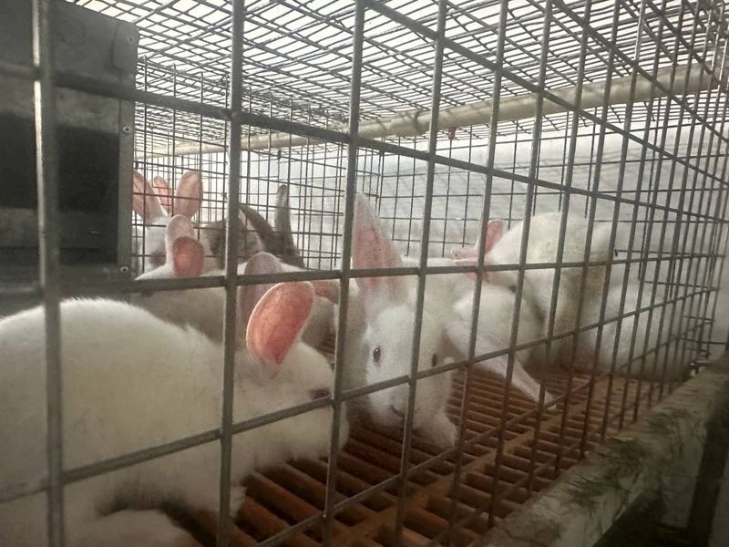 Тоза қон хикол(hikol)қуён болалари сотилади. 40кунлик 60.000 сўмдан. Тоза қон хикол(hikol)қуён болалари сотилади. 40кунлик 60.000 сўмдан.