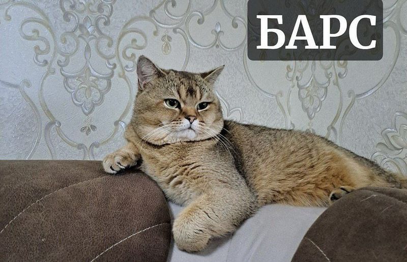 Britanskiy Zalatoy shinshila Britanskiy Zalatoy shinshila