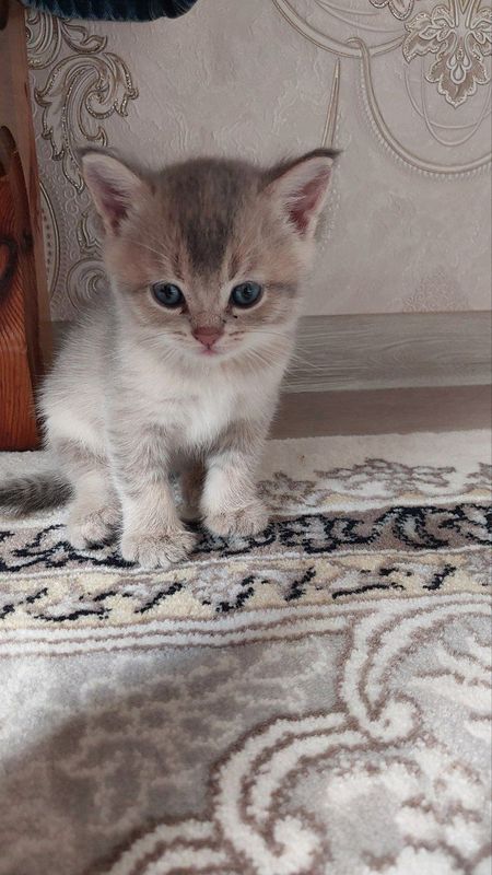 Продаются Шотландские котята Продаются Шотландские котята