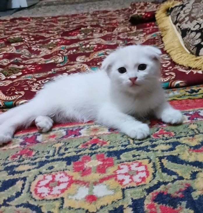 Продам котенка породистого Продам котенка породистого