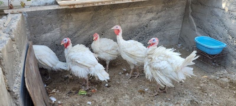 Samarkand induk sotiladi kiloga 70.000