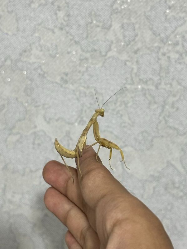 Маленький охотник – нимфа богомола Mantis religiosa Маленький охотник – нимфа богомола Mantis religiosa