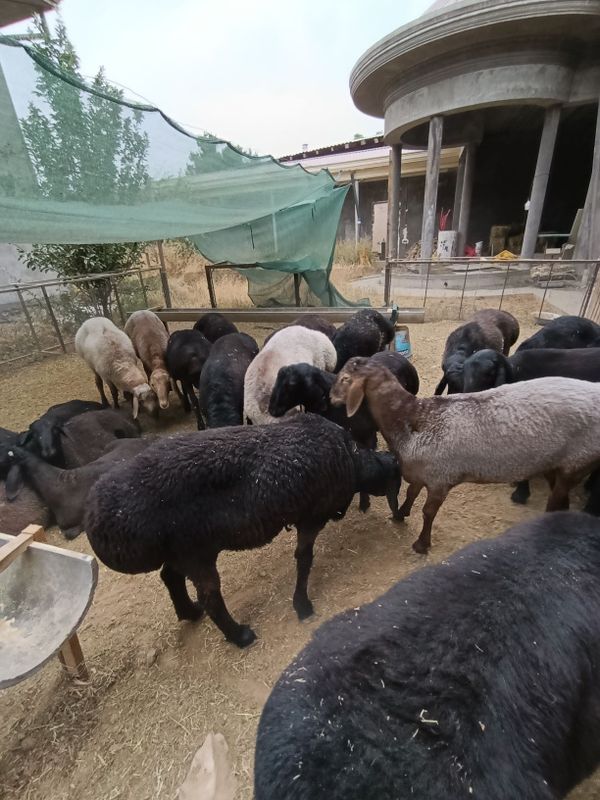 Qoylar sotiladi malumot uchun 99828 Qoylar sotiladi malumot uchun 99828