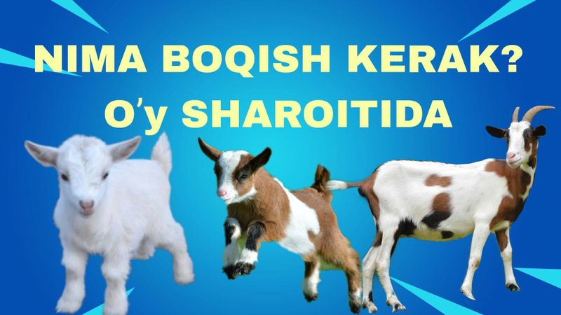Echki sutdor soglom Echki sutdor soglom
