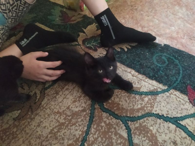 Срочно ПРИСТРАИВАЮТСЯ котята в добрые ответственные,любящие ручки Срочно ПРИСТРАИВАЮТСЯ котята в добрые ответственные,любящие ручки