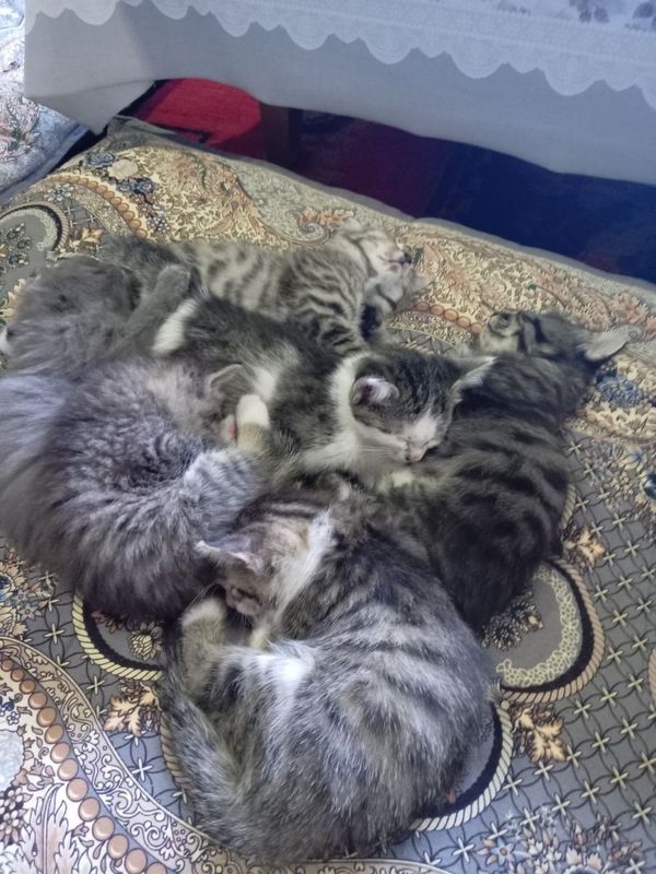 Кошки, мушукчалар Кошки, мушукчалар