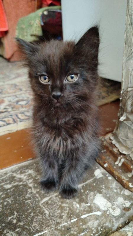 Котенок 2 месяца Котенок 2 месяца