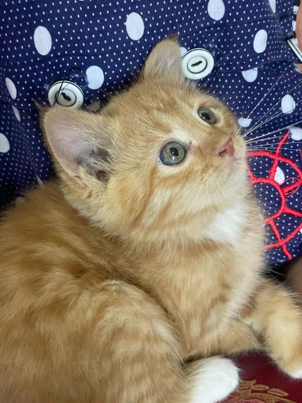 Продаётся котёнок