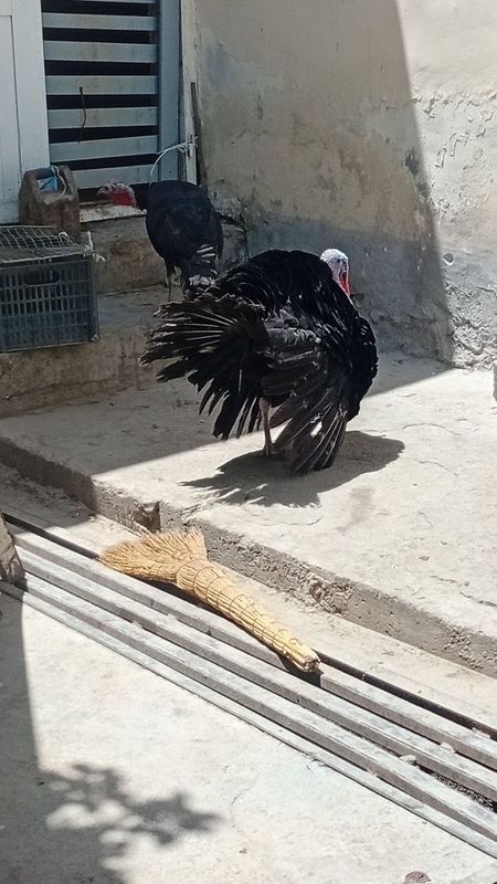 Kurka sotiladi.. Kurka sotiladi..