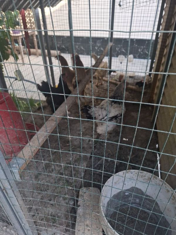 Tovuqlar sotiladi. Katagi bilan Tovuqlar sotiladi. Katagi bilan