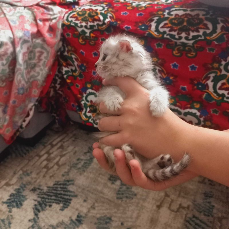 Продаются котята фолд с очень красивым окрасом Продаются котята фолд с очень красивым окрасом