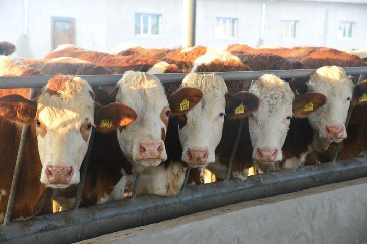 Investor kerak halol sheriklik asosida