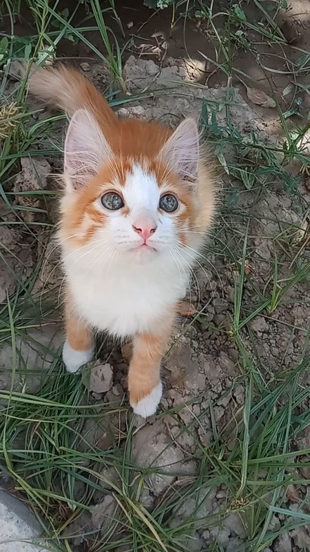 Мушукча котёнок