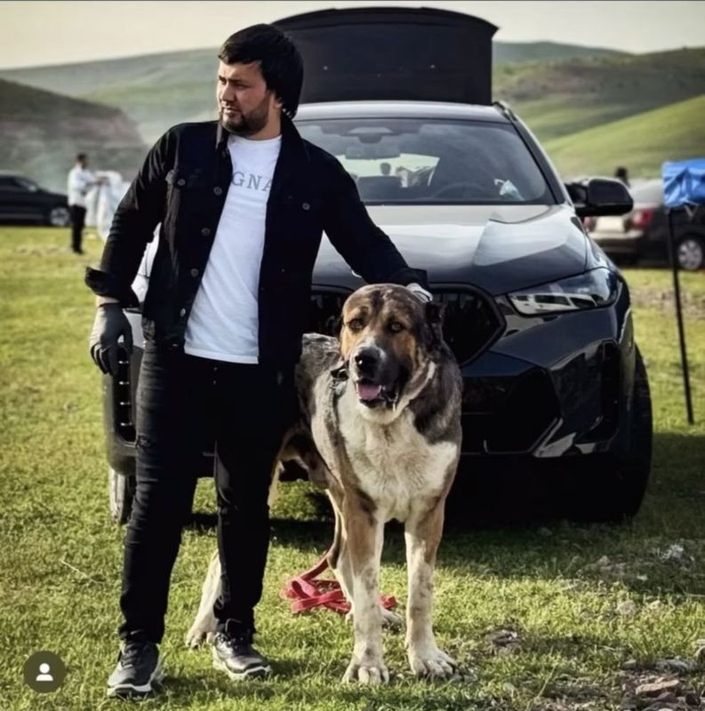 Алабай кучук боласи Алабай кучук боласи