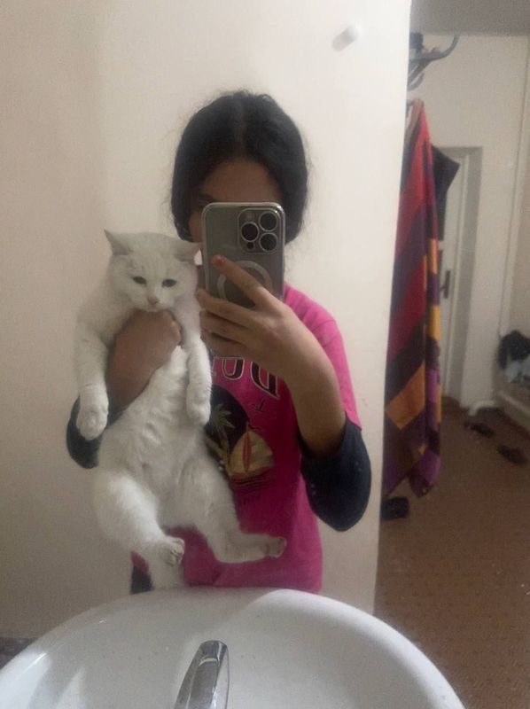 Отдам бесплатно скотиш Отдам бесплатно скотиш