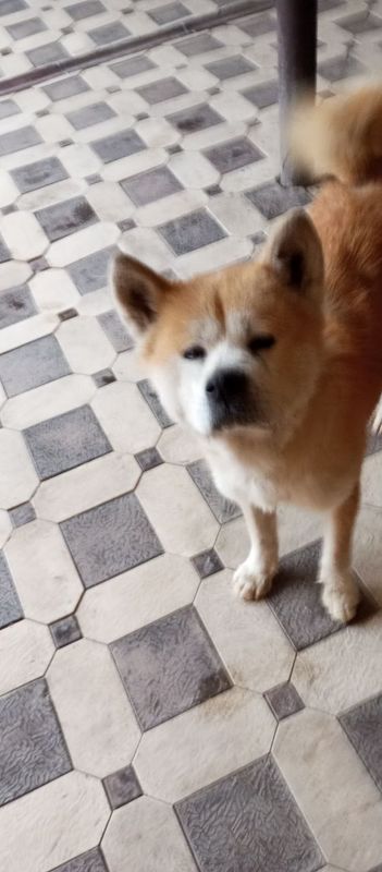 Akita inu mujik sogʻligʻi joyida