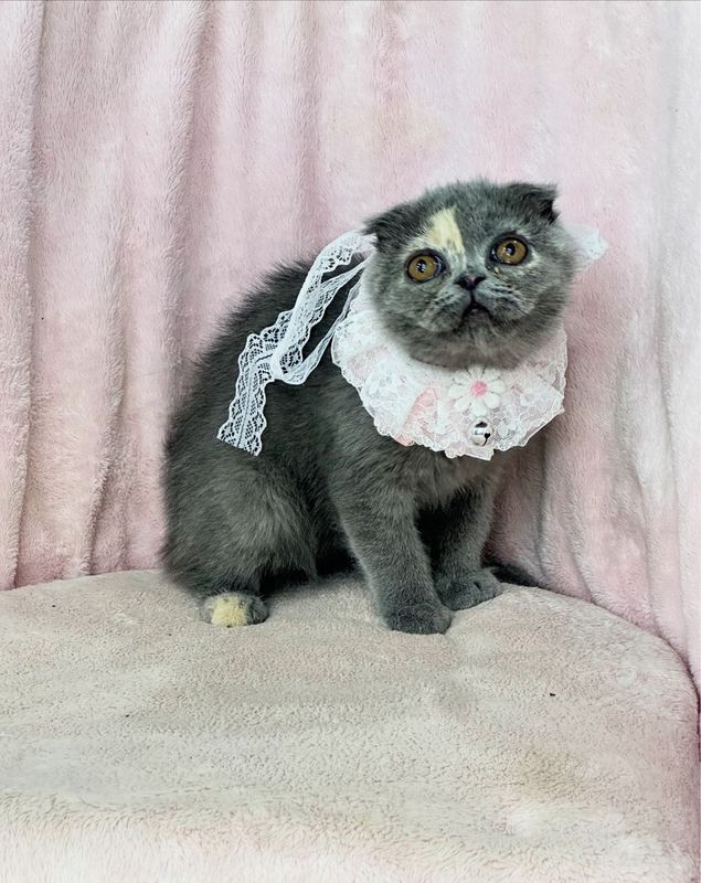 Котенок скоттиш страйт