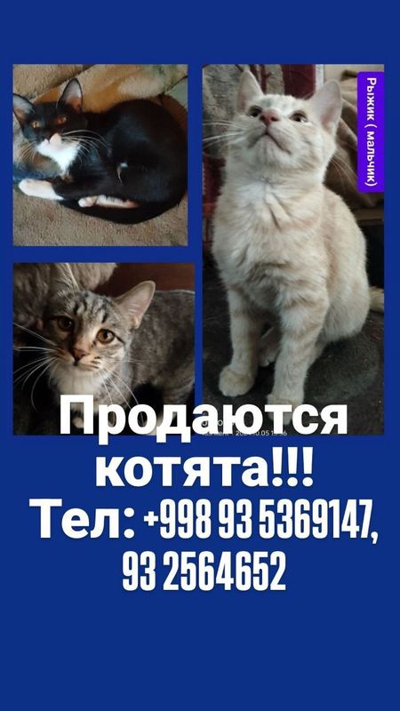 Продаются котята Продаются котята
