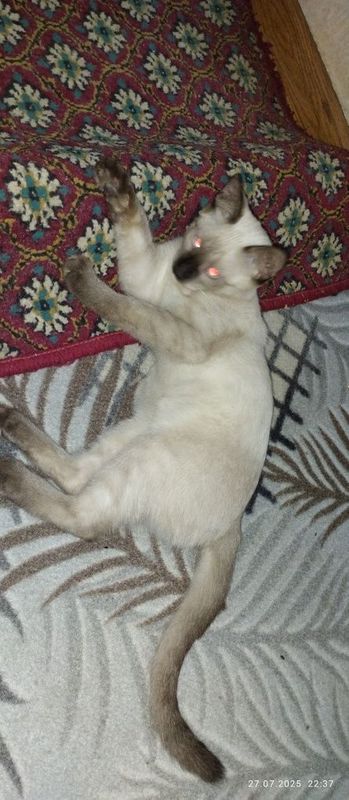 Siyam mushugi sotiladi