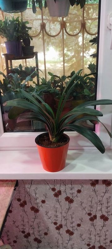Продам цветок кливию. Продам цветок кливию.