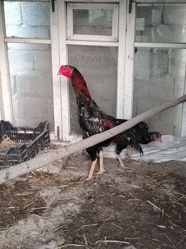 dakan xorozi sotiladi dakan xorozi sotiladi