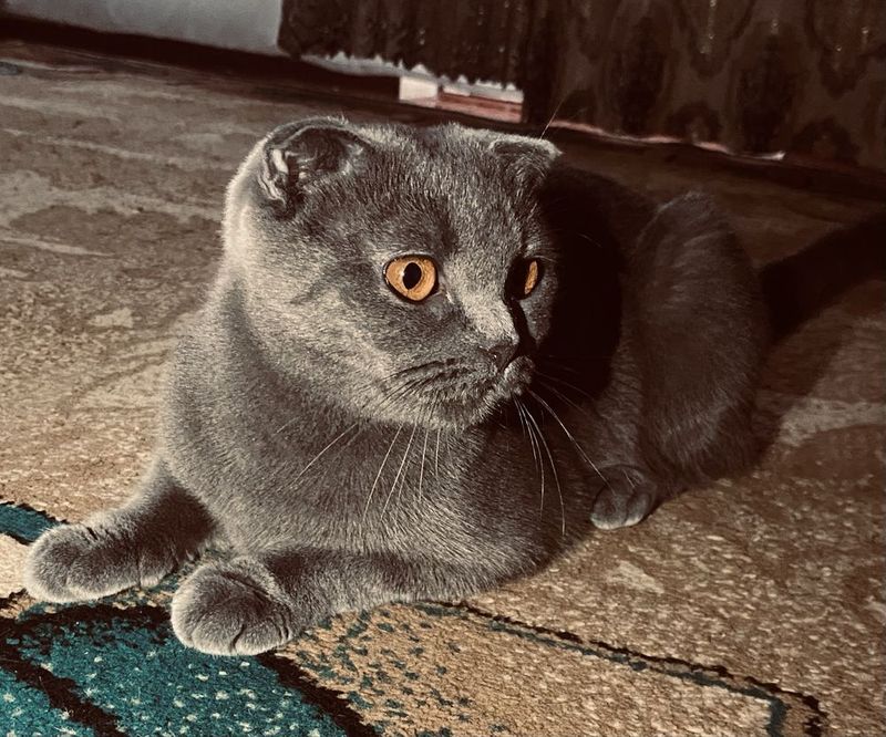 { Scottish Fold } { Scottish Fold }
