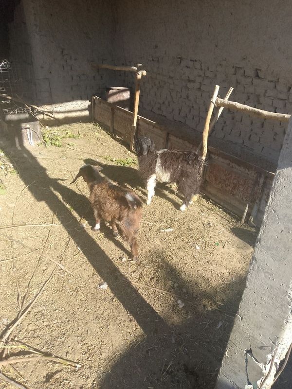 Yosh osadigan echkilar sotiladi