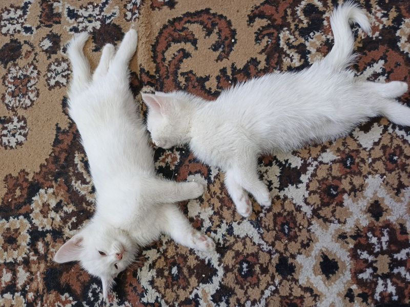 Продаются котята Продаются котята
