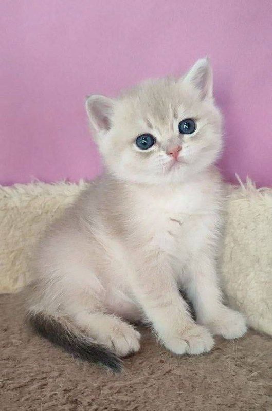 Срочно мушукчалар сотилади