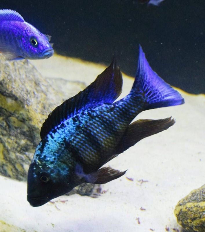 Baliq. Fassachromis Rostratus 9 ta rabochiy oila privaznoy