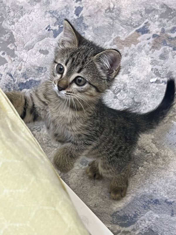 Котенок в хорошие руки Котенок в хорошие руки