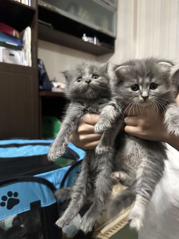Котята скотиш фолд и скоттиш страй