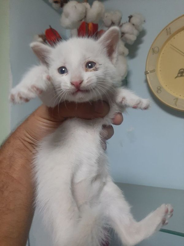 Белый котенок мальчик